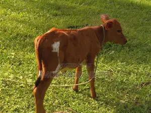 Farm Cow