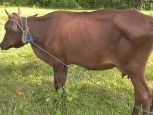 Farm Cow