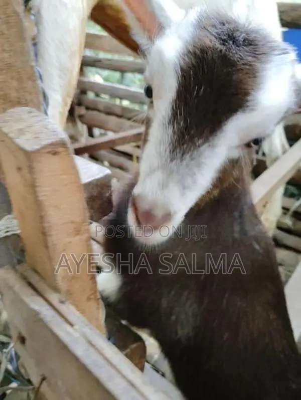 Farm Goat