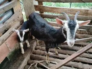 Farm Goat