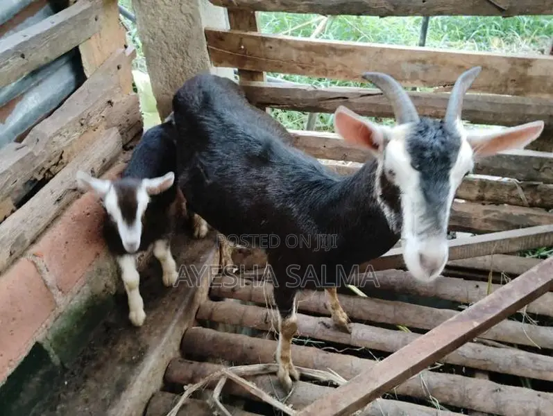 Farm Goat