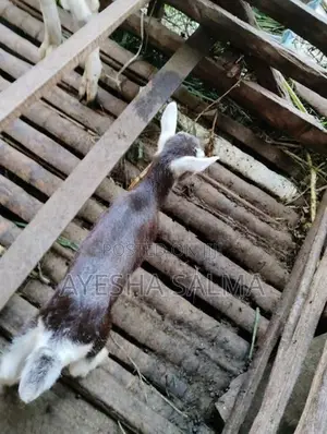 Farm Goat