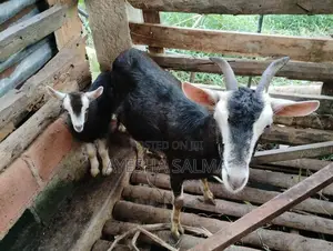 Farm Goat