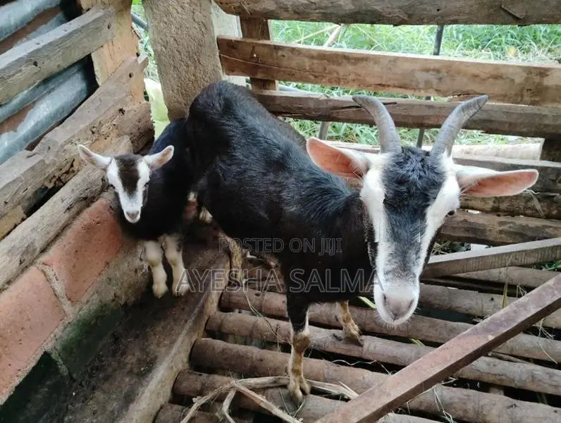 Farm Goat