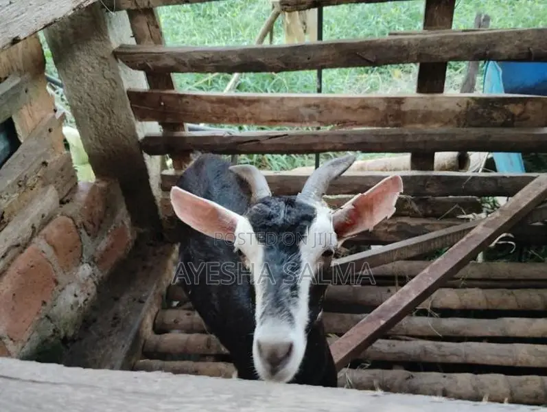 Farm Goat
