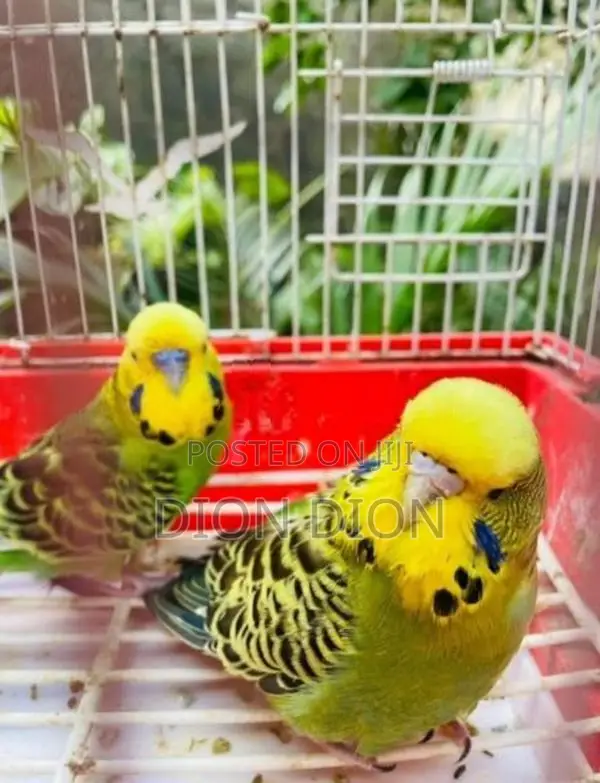 Love Birds