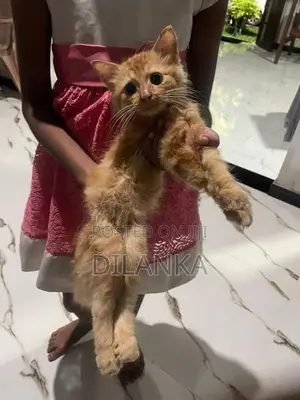 Cat Male