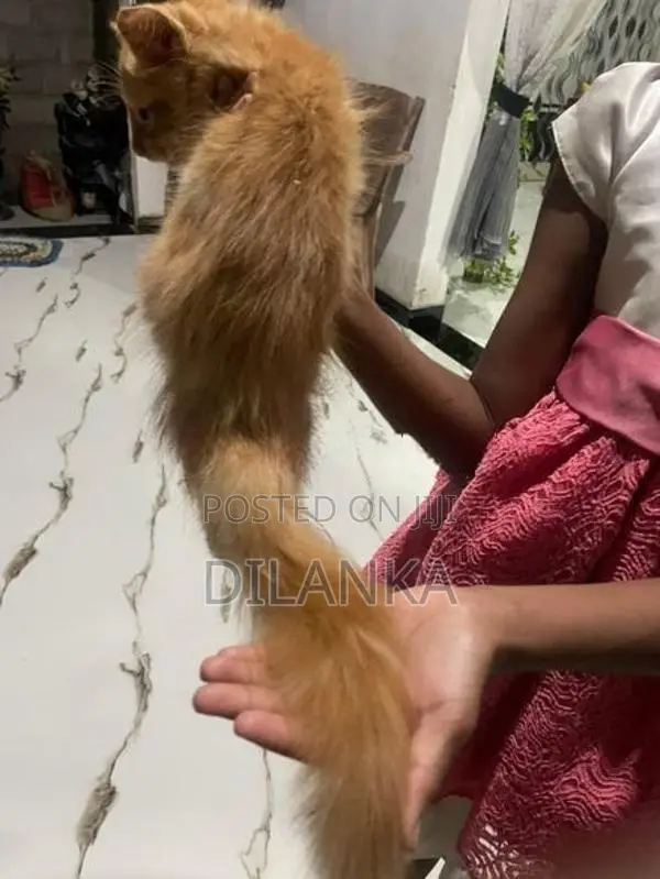 Cat Male