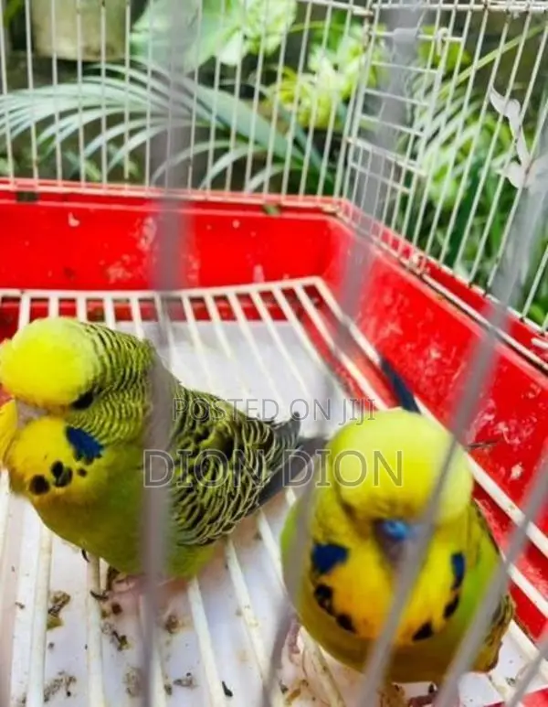 Love Birds