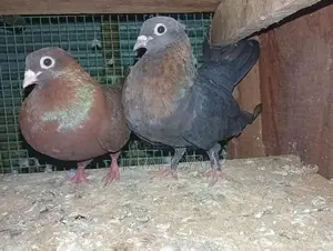 Pigeon