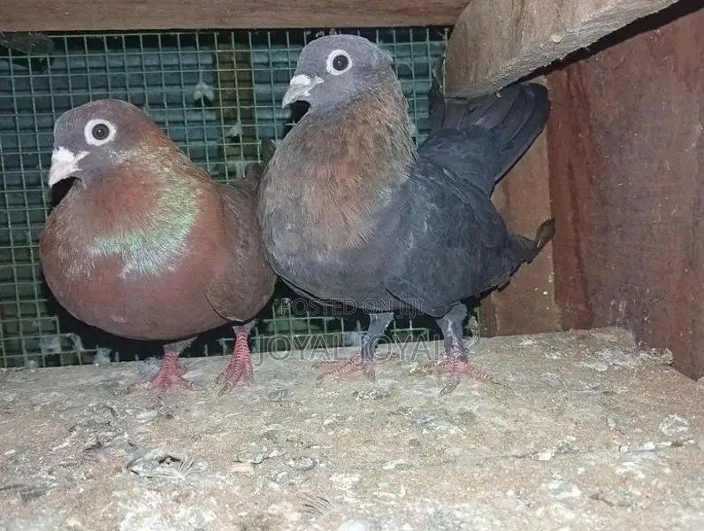 Pigeon
