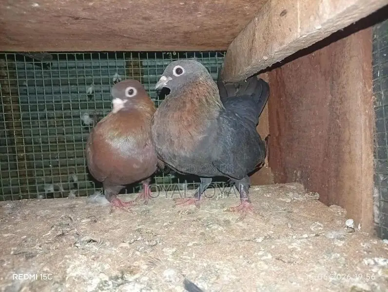 Pigeon