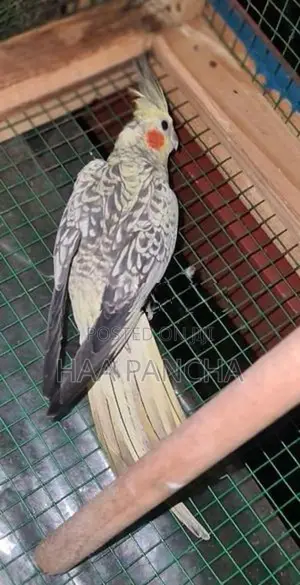 Cockatiel Birds