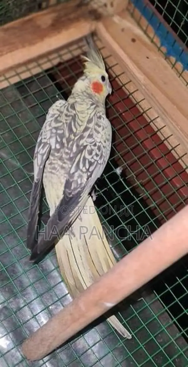 Cockatiel Birds