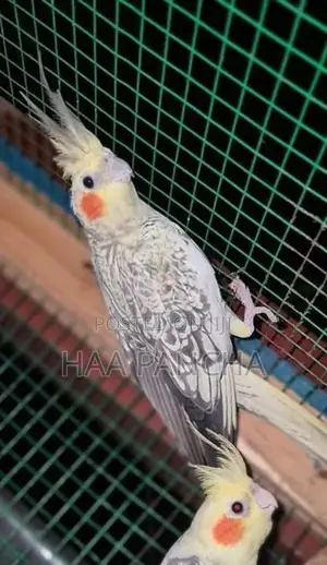 Cockatiel Birds