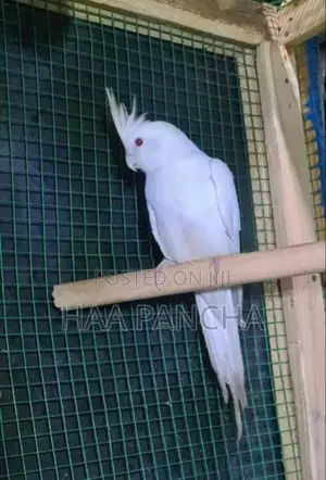 Cockatiel Birds