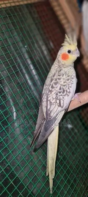 Cockatiel Birds
