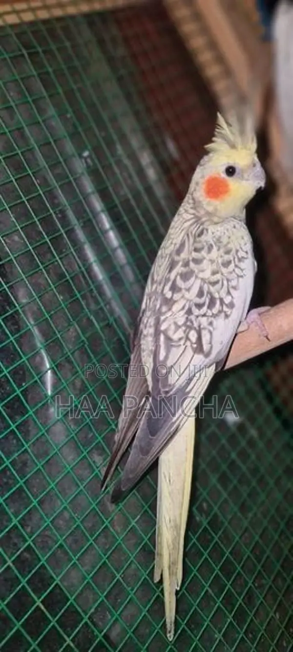 Cockatiel Birds