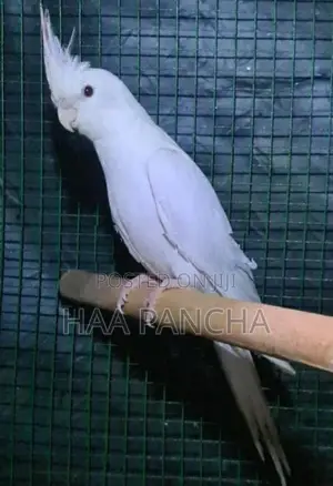 Cockatiel Birds