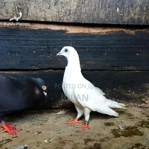 Pigeons