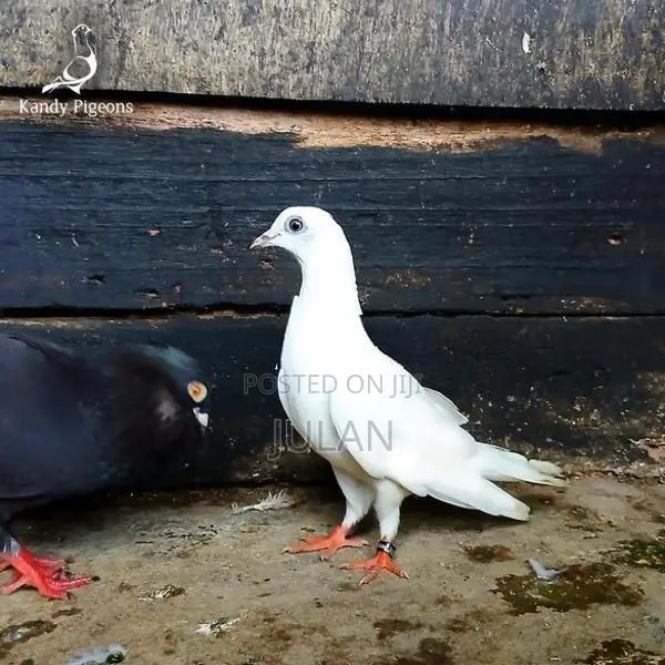 Pigeons