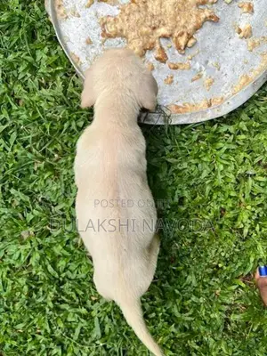 Ridgeback Puppies