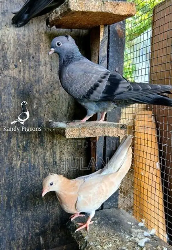 Pigeons
