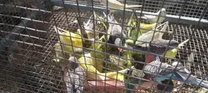 Love Birds