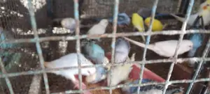 Love Birds