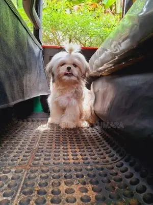 Shih Tzu Puppy