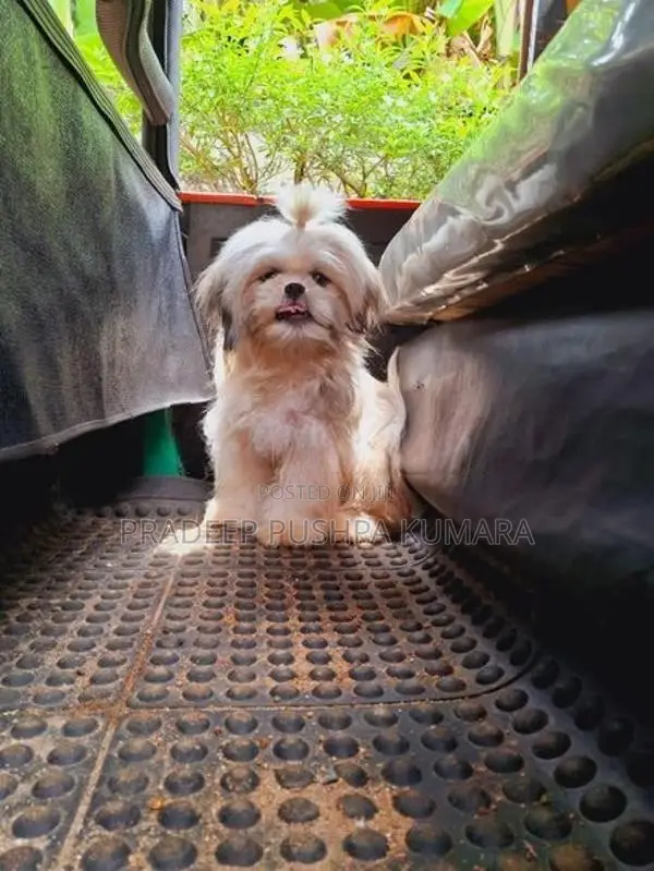 Shih Tzu Puppy