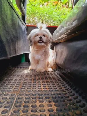 Shih Tzu Puppy