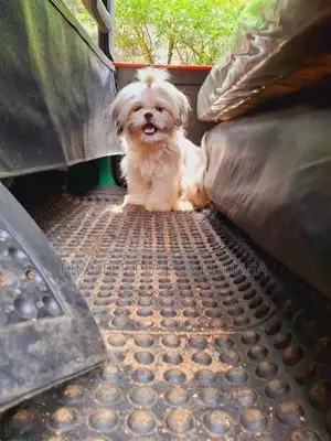 Shih Tzu Puppy
