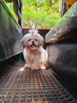 Shih Tzu Puppy