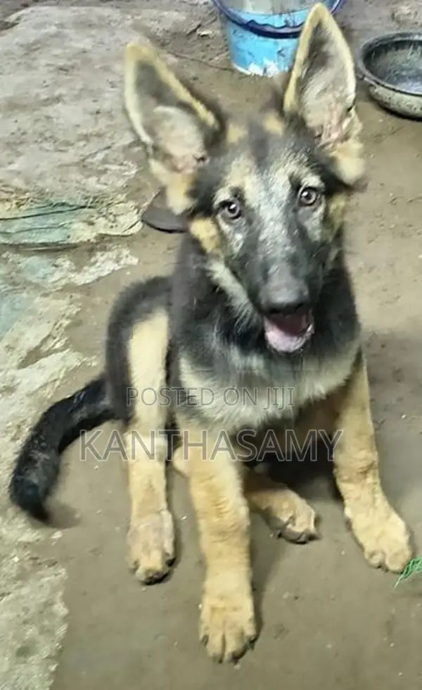 German Shepherd Dog