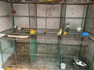 Birds Breeding Cage