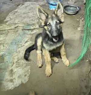 German Shepherd Dog