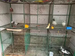 Birds Breeding Cage