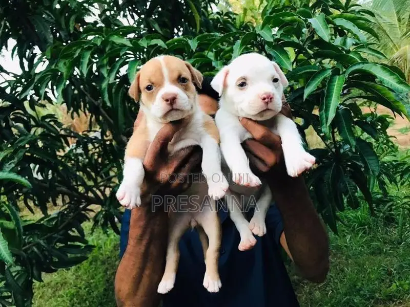 ඇමරිකන් බුලී බලු පැටවුන්