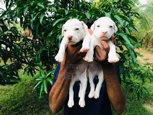ඇමරිකන් බුලී බලු පැටවුන්