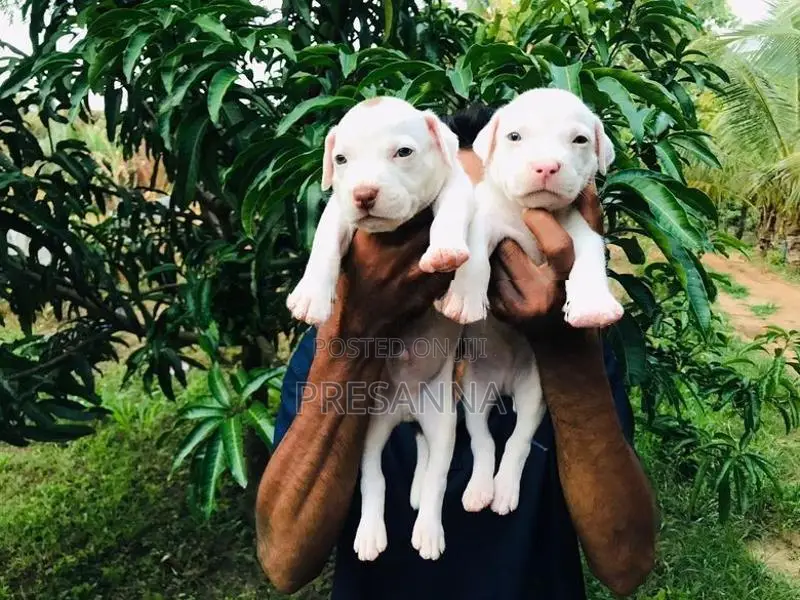 ඇමරිකන් බුලී බලු පැටවුන්