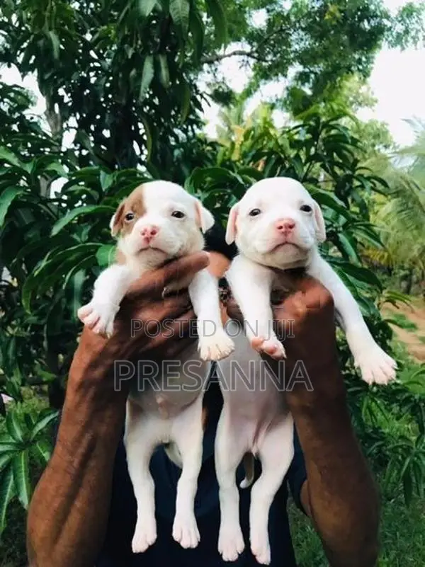 ඇමරිකන් බුලී බලු පැටවුන්