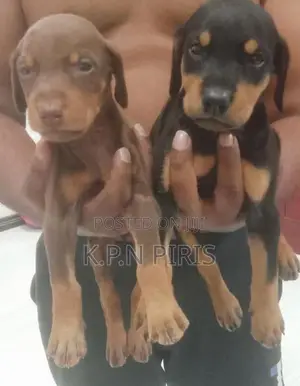 Dobermann Puppies