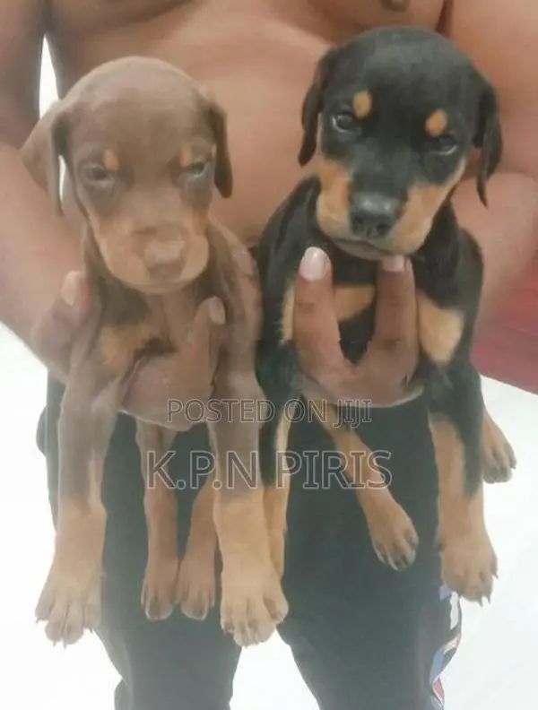 Dobermann Puppies