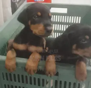 Dobermann Puppies