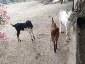 Jamunapari Goat