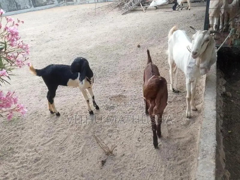 Jamunapari Goat