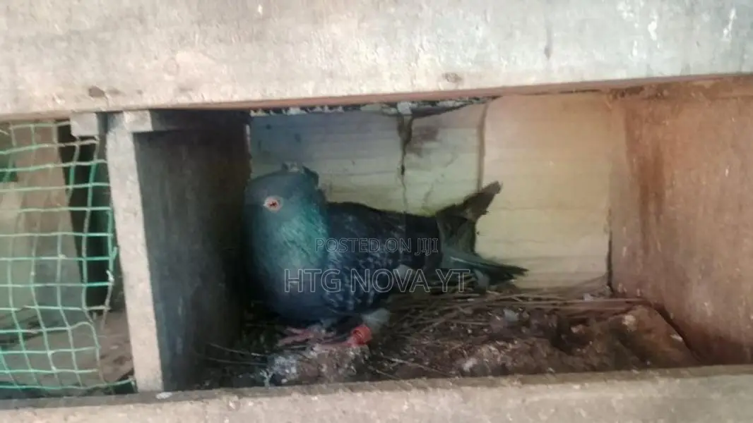 Pigeons