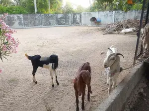 Jamunapari Goat