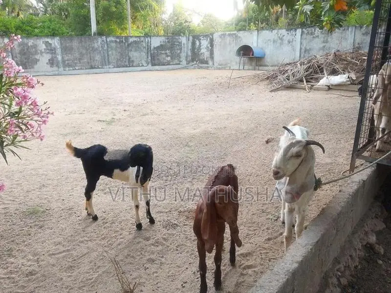 Jamunapari Goat